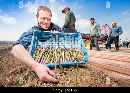 Chris Farmer asperges Chinn de Cobrey ferme près de Ross-on-Wye avec certains de sa récolte qui est arrivé au début de unseasonaly Banque D'Images