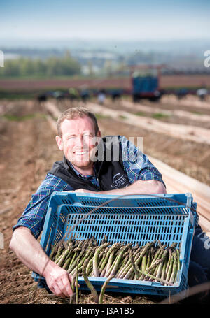 Chris Farmer asperges Chinn de Cobrey ferme près de Ross-on-Wye avec certains de sa récolte qui est arrivé au début de unseasonaly Banque D'Images