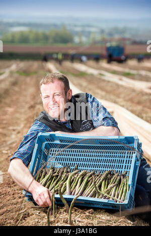 Chris Farmer asperges Chinn de Cobrey ferme près de Ross-on-Wye avec certains de sa récolte qui est arrivé au début de unseasonaly Banque D'Images