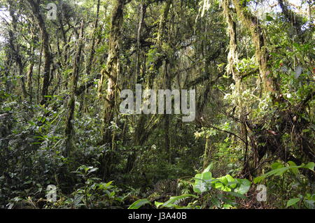 La forêt de nuages de Monteverde, Costa Rica. Banque D'Images