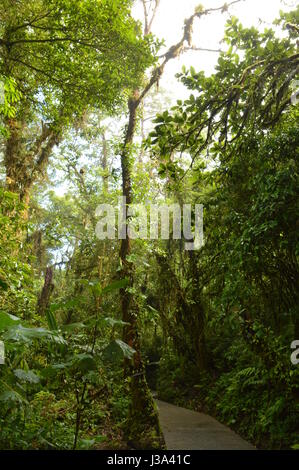 La forêt de nuages de Monteverde, Costa Rica. Banque D'Images