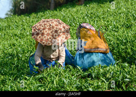 Tamil women picking plateau à thé Parisons Plantation, Thalappuzha, Wayanad District, Kerala, Inde du Sud, en Asie du Sud Banque D'Images