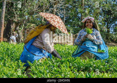 Tamil women picking plateau à thé Parisons Plantation, Thalappuzha, Wayanad District, Kerala, Inde du Sud, en Asie du Sud Banque D'Images