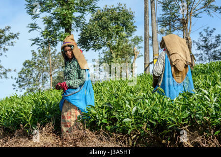 Tamil women picking plateau à thé Parisons Plantation, Thalappuzha, Wayanad District, Kerala, Inde du Sud, en Asie du Sud Banque D'Images