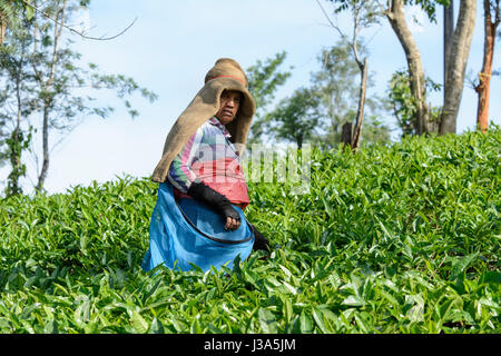 Tamil women picking plateau à thé Parisons Plantation, Thalappuzha, Wayanad District, Kerala, Inde du Sud, en Asie du Sud Banque D'Images