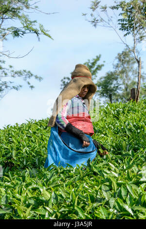 Tamil women picking plateau à thé Parisons Plantation, Thalappuzha, Wayanad District, Kerala, Inde du Sud, en Asie du Sud Banque D'Images