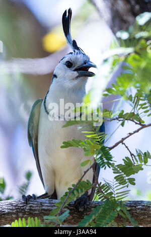 Magpie à gorge blanche dans la partie nord de la côte du Pacifique du Costa Rica Banque D'Images