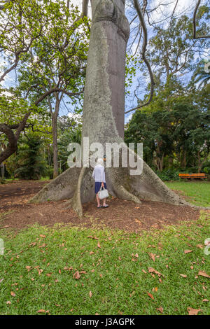 Honolulu, Hawaï 16 Février 2017 : une femme se tient à côté d'un kapokier géant dans le Foster Botanical Gardens Banque D'Images