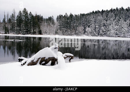 Paysage d'hiver clair avec une surface de miroir du lac lacamas avec une bande de forêt sauvage sur la rive couverte de neige et vieille grosse souche de travers Banque D'Images