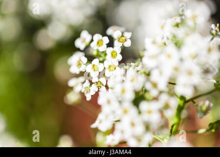 Petites fleurs blanches Banque D'Images