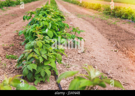 De plus en plus sur le terrain à la framboise avec système d'irrigation goutte à goutte Banque D'Images