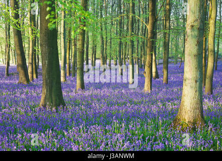 Bois Bluebell tôt le matin soleil. Banque D'Images