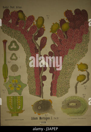 Une représentation de Lilium martagon, également connu sous le nom de Lily du Cap turc, de Dodel's Port Atlas, se concentrant sur ses caractéristiques botaniques et sa classification dans les études botaniques. Banque D'Images
