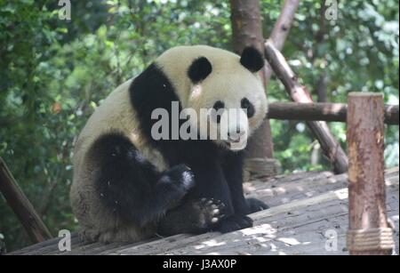 Chengdu. 4 mai, 2017. Photo prise le 4 Mai 2017 Affiche grand panda Il Xing à la base de recherche de Chengdu Panda Géant se reproduisent dans Chengdu, province du Sichuan en Chine du sud-ouest. Une paire de pandas géants, mâle et femelle Il Xing Mao Er, se rendra à Copenhague pour la recherche en collaboration entre la Chine et le Danemark. Ils vivront dans le Zoo de Copenhague pendant 15 ans, selon l'accord signé entre l'Association chinoise des jardins zoologiques et le zoo. Credit : Xue Yubin/Xinhua/Alamy Live News Banque D'Images