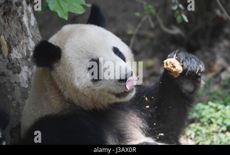 Chengdu, province chinoise du Sichuan. 4 mai, 2017. Il Giant Panda Xing rss lui-même à la base de recherche de Chengdu Panda Géant se reproduisent dans Chengdu, province du Sichuan en Chine du sud-ouest, le 4 mai 2017. Une paire de pandas géants, mâle et femelle Il Xing Mao Er, se rendra à Copenhague pour la recherche en collaboration entre la Chine et le Danemark. Ils vivront dans le Zoo de Copenhague pendant 15 ans, selon l'accord signé entre l'Association chinoise des jardins zoologiques et le zoo. Credit : Xue Yubin/Xinhua/Alamy Live News Banque D'Images