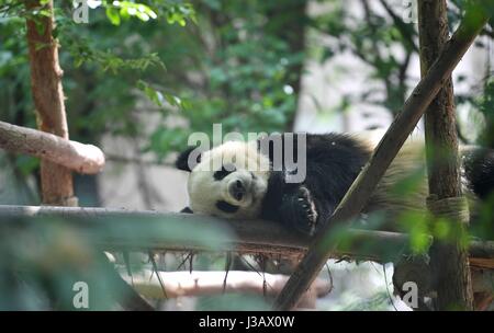 Chengdu. 4 mai, 2017. Photo prise le 4 Mai 2017 Affiche grand panda Il Xing à la base de recherche de Chengdu Panda Géant se reproduisent dans Chengdu, province du Sichuan en Chine du sud-ouest. Une paire de pandas géants, mâle et femelle Il Xing Mao Er, se rendra à Copenhague pour la recherche en collaboration entre la Chine et le Danemark. Ils vivront dans le Zoo de Copenhague pendant 15 ans, selon l'accord signé entre l'Association chinoise des jardins zoologiques et le zoo. Credit : Xue Yubin/Xinhua/Alamy Live News Banque D'Images