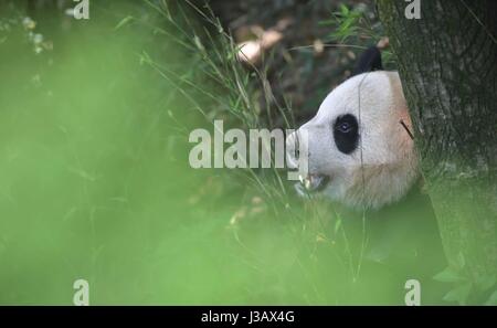 Chengdu. 4 mai, 2017. Photo prise le 4 Mai 2017 Affiche grand panda Mao er à la base de recherche de Chengdu Panda Géant se reproduisent dans Chengdu, province du Sichuan en Chine du sud-ouest. Une paire de pandas géants, mâle et femelle Il Xing Mao Er, se rendra à Copenhague pour la recherche en collaboration entre la Chine et le Danemark. Ils vivront dans le Zoo de Copenhague pendant 15 ans, selon l'accord signé entre l'Association chinoise des jardins zoologiques et le zoo. Credit : Xue Yubin/Xinhua/Alamy Live News Banque D'Images