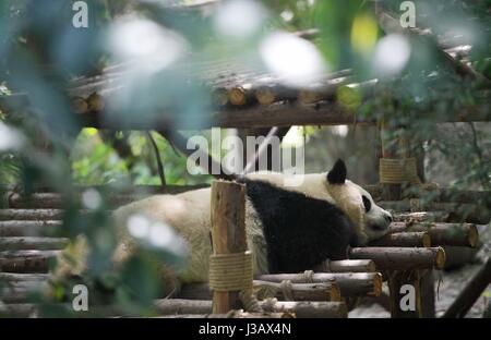 Chengdu. 4 mai, 2017. Photo prise le 4 Mai 2017 Affiche grand panda Mao er à la base de recherche de Chengdu Panda Géant se reproduisent dans Chengdu, province du Sichuan en Chine du sud-ouest. Une paire de pandas géants, mâle et femelle Il Xing Mao Er, se rendra à Copenhague pour la recherche en collaboration entre la Chine et le Danemark. Ils vivront dans le Zoo de Copenhague pendant 15 ans, selon l'accord signé entre l'Association chinoise des jardins zoologiques et le zoo. Credit : Xue Yubin/Xinhua/Alamy Live News Banque D'Images