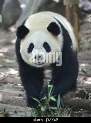 Chengdu. 4 mai, 2017. Photo prise le 4 Mai 2017 Affiche grand panda Mao er à la base de recherche de Chengdu Panda Géant se reproduisent dans Chengdu, province du Sichuan en Chine du sud-ouest. Une paire de pandas géants, mâle et femelle Il Xing Mao Er, se rendra à Copenhague pour la recherche en collaboration entre la Chine et le Danemark. Ils vivront dans le Zoo de Copenhague pendant 15 ans, selon l'accord signé entre l'Association chinoise des jardins zoologiques et le zoo. Credit : Xue Yubin/Xinhua/Alamy Live News Banque D'Images