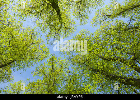 Baysgarth Park, Barton-upon-Humber, Nord du Lincolnshire, au Royaume-Uni. 4 mai, 2017. Météo britannique. Des arbres contre un ciel bleu sur une après-midi de printemps. Credit : LEE BEEL/Alamy Live News Banque D'Images