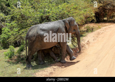 Colombo, Sri Lanka. 4 mai, 2017. Un éléphant avec son veau est vu traverser la route pour rejoindre un étang voisin pour satisfaire leur soif dans la chaleur torride du Sri Lanka à la faune du parc national de Yala, le 4 mai 2017. Credit : Huang Haimin/Xinhua/Alamy Live News Banque D'Images