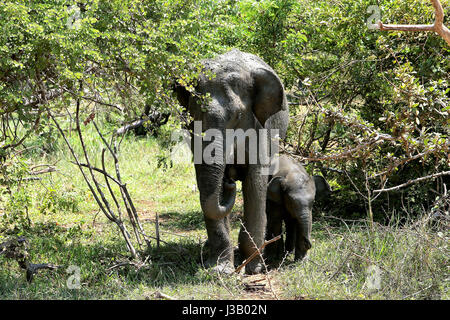 Colombo, Sri Lanka. 4 mai, 2017. Un éléphant avec son veau est vu traverser la route pour rejoindre un étang voisin pour satisfaire leur soif dans la chaleur torride du Sri Lanka à la faune du parc national de Yala, le 4 mai 2017. Credit : Huang Haimin/Xinhua/Alamy Live News Banque D'Images