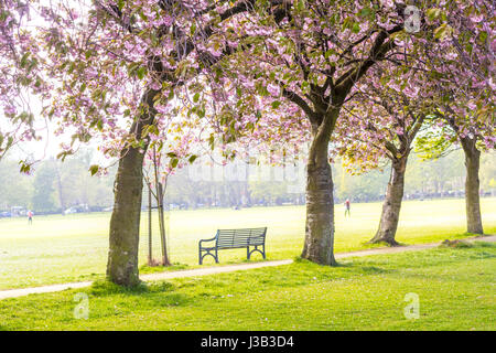 Le Meadows, Édimbourg, Écosse, Royaume-Uni. 4 mai, 2017. Météo britannique. Personnes à pied et se détendre au soleil entre les cerisiers japonais en fleurs magnifiques. L'Écosse jouit d'ensoleillée, beau temps pendant toute la semaine, cependant, il n'a pas plu pendant une longue période à tous. Credit : Malgorzata Larys/Alamy Live News Banque D'Images