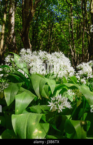 Underwood, Misk Hills, Dorset, UK. Le 05 mai, 2017. Rançon sauvage Fleurs ail sauvage (Allium ursinum) floraison dans un ancien français caduques. Crédit : Ian Francis/Alamy Live News Banque D'Images