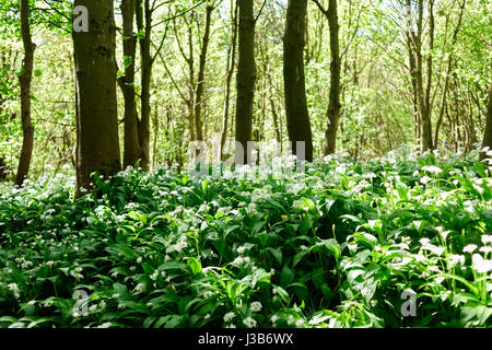 Underwood, Misk Hills, Dorset, UK. Le 05 mai, 2017. Rançon sauvage Fleurs ail sauvage (Allium ursinum) floraison dans un ancien français caduques. Crédit : Ian Francis/Alamy Live News Banque D'Images