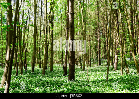 Underwood, Misk Hills, Dorset, UK. Le 05 mai, 2017. Rançon sauvage Fleurs ail sauvage (Allium ursinum) floraison dans un ancien français caduques. Crédit : Ian Francis/Alamy Live News Banque D'Images