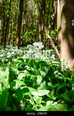 Underwood, Misk Hills, Dorset, UK. Le 05 mai, 2017. Rançon sauvage Fleurs ail sauvage (Allium ursinum) floraison dans un ancien français caduques. Crédit : Ian Francis/Alamy Live News Banque D'Images