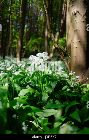 Underwood, Misk Hills, Dorset, UK. Le 05 mai, 2017. Rançon sauvage Fleurs ail sauvage (Allium ursinum) floraison dans un ancien français caduques. Crédit : Ian Francis/Alamy Live News Banque D'Images