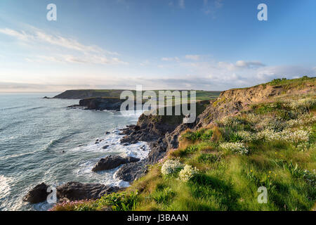 Fleurs sauvages sur les falaises au-dessus de Église à Gunwalloe Cove sur la côte de Cornouailles Banque D'Images