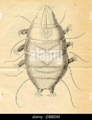 Echiniscus sp Banque D'Images