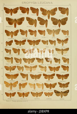 Cette image est tirée de 'Die Gross-Schmetterlinge der Erde', montrant une espèce de papillon avec des caractéristiques visuelles détaillées. L’œuvre fait partie d’une série documentant la diversité des papillons dans le monde entier. Banque D'Images