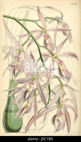 Cette illustration botanique tirée du magazine botanique Curtis présente Encyclia adenocaula, anciennement connue sous le nom d'Epidendrum verrucosum, mettant en valeur les détails floraux complexes de l'orchidée. Banque D'Images