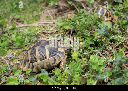 Deux tortues terrestres dans une herbe Banque D'Images