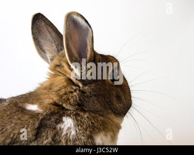 Un lapin, un lapin nain, un agouti Netherland Dwarf isolés contre fond blanc. Banque D'Images