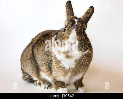 Un lapin, un lapin nain, un agouti Netherland Dwarf isolés contre fond blanc. Banque D'Images