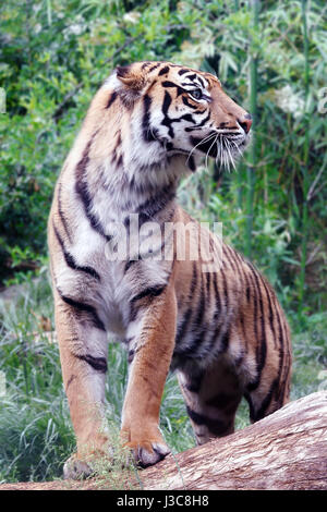 Jeune spécimen de tigre de Sumatra, dans la forêt. Banque D'Images