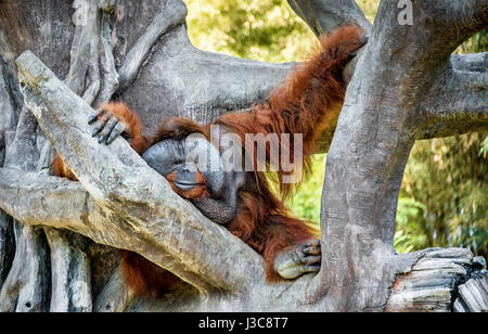 Grande rousse mâle poilu avec de gros de l'orang-outan joue est située sur un grand arbre près de l Banque D'Images