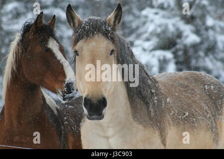 Journée d'hiver Pacifique avec 2 magnifiques chevaux de travail Banque D'Images