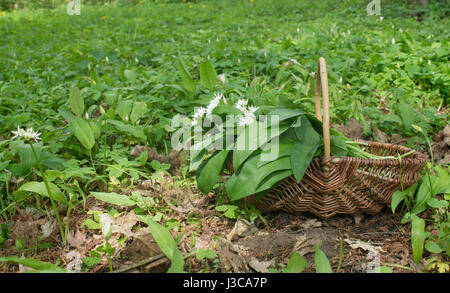 Panier avec de l'ail sauvage recueilli dans la forêt Banque D'Images