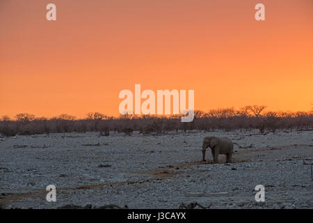 Au coucher du soleil : l'éléphant Loxodonta africana. Etosha, Namibie. Banque D'Images