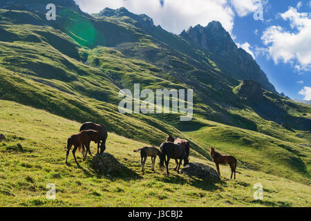 Les chevaux broutent sur pâturage dans les montagnes du Caucase Banque D'Images
