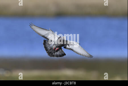 Pigeon - Columba livia Banque D'Images