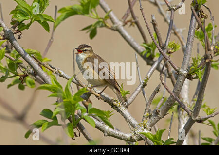 Phragmite des joncs - Acrocephalus schoenobaenus - homme adulte Banque D'Images