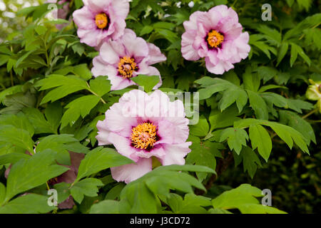 Fleurs pivoine arbustive Paeonia suffruticosa ( / ) - USA Banque D'Images