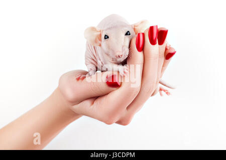 Avec de belles mains manucure rouge sur lequel est assis un rat. Banque D'Images