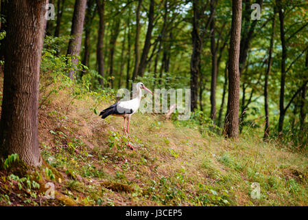 Cigogne Blanche marche sur un pré vert, la chasse pour la nourriture. Banque D'Images